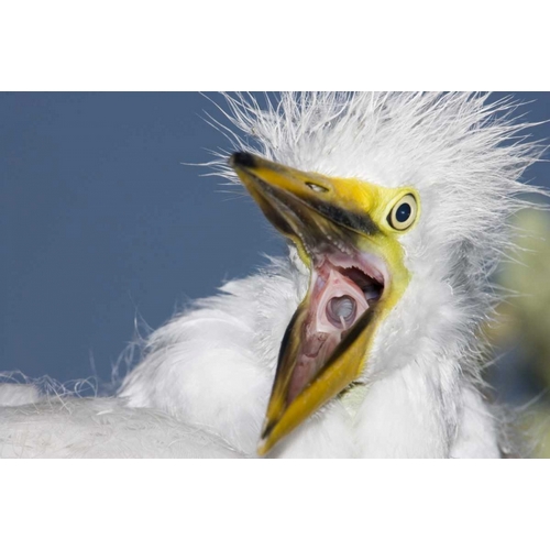 FL, St Augustine Great egret chick yawning